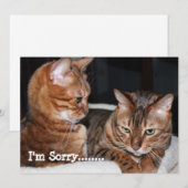 Cartes Pour Fêtes Annuelles Chats du Bengale "Désolé......" Salutations (Devant / Derrière)