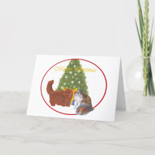 Cartes Pour Fêtes Annuelles Chats Persans Rouges et Calico Noël