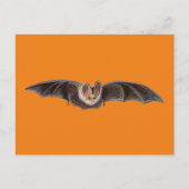 Cartes Pour Fêtes Annuelles Chauve-souris Pipistrellus pipistrellus Illustrati (Devant)