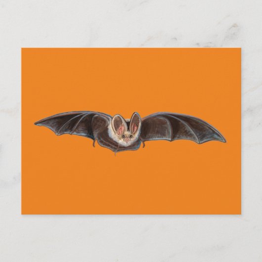 Cartes Pour Fêtes Annuelles Chauve-souris Pipistrellus pipistrellus Illustrati (Devant)