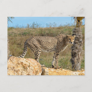 Cartes Pour Fêtes Annuelles Cheetah africain sur le rock