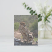 Cartes Pour Fêtes Annuelles Cheetah assis sur un arbre tombé dans la nature (Debout devant)