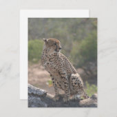 Cartes Pour Fêtes Annuelles Cheetah assis sur un arbre tombé dans la nature (Devant / Derrière)