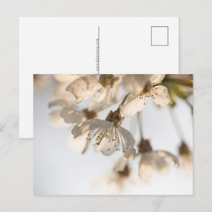 Cartes Pour Fêtes Annuelles Cherry blossom nature photo
