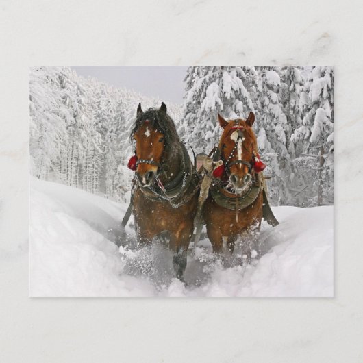 Cartes Pour Fêtes Annuelles Chevaux de Noël (Devant)