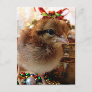 Cartes Pour Fêtes Annuelles Chick de Noël