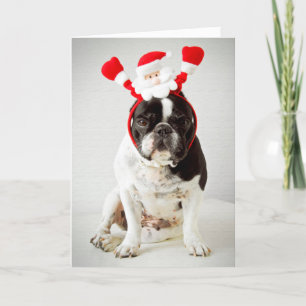 Cartes Pour Fêtes Annuelles Chien avec bandeau père Noël