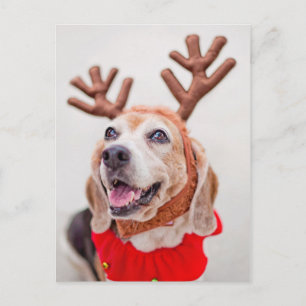 Cartes Pour Fêtes Annuelles Chien Beagle de Noël aux oreilles de rennes festiv