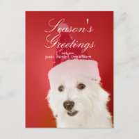 Chien blanc avec chapeau de Père Noël
