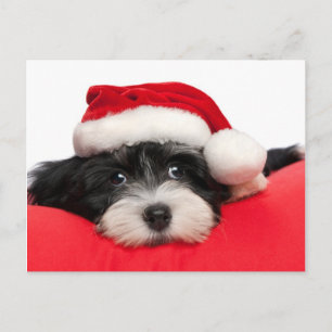 Cartes Pour Fêtes Annuelles Chien chiot de Noël Havanais