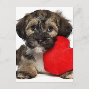 Cartes Pour Fêtes Annuelles Chien chiot de Valentine Havanais
