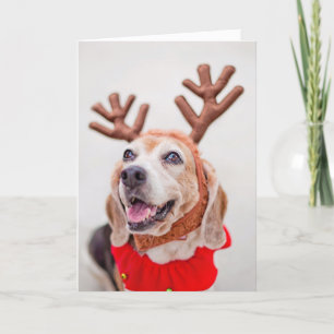 Cartes Pour Fêtes Annuelles Chien de beagle de Noël avec les oreilles de fête