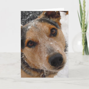 Cartes Pour Fêtes Annuelles Chien de bétail australien cutest Noël ou Fêtes