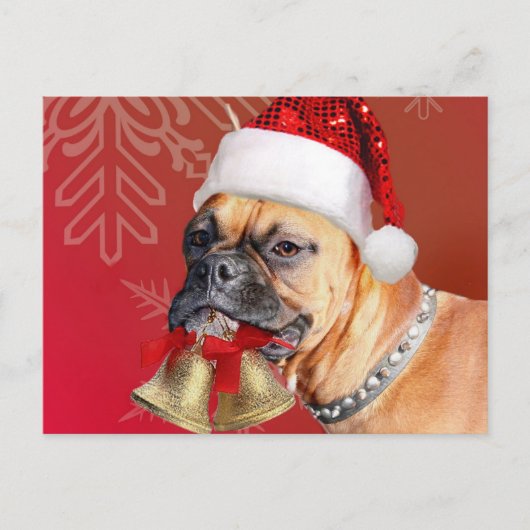 Cartes Pour Fêtes Annuelles Chien de boîte de Noël (Devant)