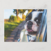 Cartes Pour Fêtes Annuelles Chien de Boston Sticking Head out Car Window (Devant)