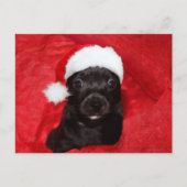 Cartes Pour Fêtes Annuelles Chien de chiot noir Noël (Devant)
