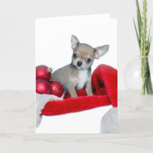 Cartes Pour Fêtes Annuelles Chien de chiwawa de Noël