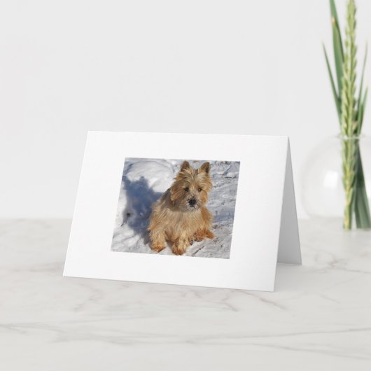 Cartes Pour Fêtes Annuelles Chien de neige (Devant)