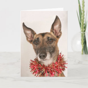 Cartes Pour Fêtes Annuelles Chien de Noël 1