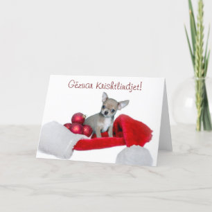 Cartes Pour Fêtes Annuelles Chien de Noël Chihuahua de Gëzuar Krishtlindjet