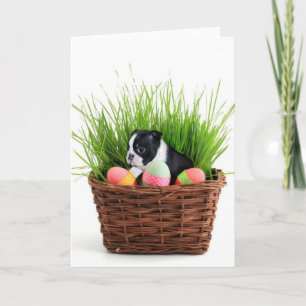 Cartes Pour Fêtes Annuelles Chien de Pâques Boston Terrier