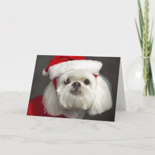 Cartes Pour Fêtes Annuelles Chien de Père Noël bizarre