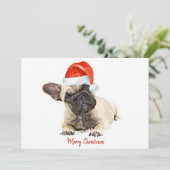 Cartes Pour Fêtes Annuelles Chien de père Noël Chien Français Chien de taule N (Debout devant)