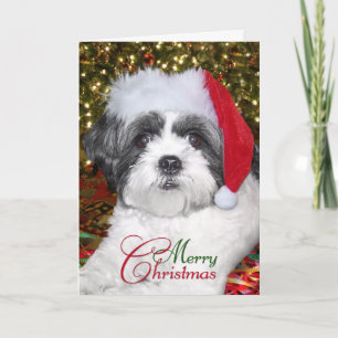 Cartes Pour Fêtes Annuelles Chien de Shih Tzu de Noël
