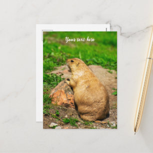 Cartes Pour Fêtes Annuelles Chien des Prairies à queue noire