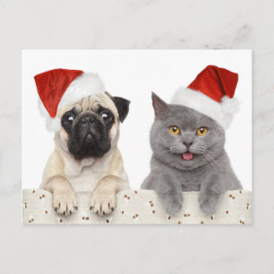 Cartes Pour Fêtes Annuelles Chien Et Chat En Casquette De Noël Rouge
