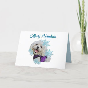 Cartes Pour Fêtes Annuelles Chien maltais avec harnais violet dans les flocons