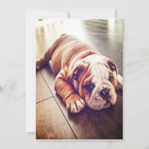 Cartes Pour Fêtes Annuelles Chien menteur de Bulldog anglais   Photo de chien