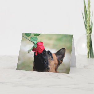 Cartes Pour Fêtes Annuelles Chien qui sent un Rose