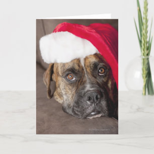 Cartes Pour Fêtes Annuelles Chien utilisant le casquette de Père Noël