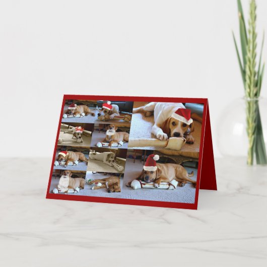 Cartes Pour Fêtes Annuelles chiens de Laura (Devant)