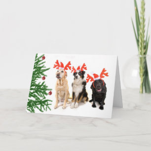 Cartes Pour Fêtes Annuelles Chiens de Noël