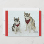 Cartes Pour Fêtes Annuelles Chiens de traîneau mignons envoyant l'acclamation<br><div class="desc">Deux beaux costauds sibériens se sont habillés dans des leurs écharpes de Père Noël apportant l'acclamation de Noël à tous.</div>