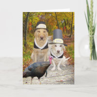 Chiens drôles/thanksgiving de laboratoires