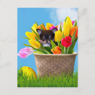 Cartes Pour Fêtes Annuelles Chihuahua dog