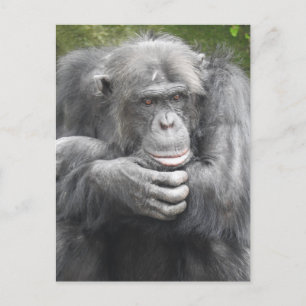 Cartes Pour Fêtes Annuelles Chimpanzé contemporain