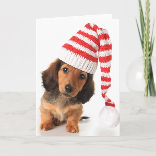 Cartes Pour Fêtes Annuelles Chiot à cheveux longs de teckel (Devant)