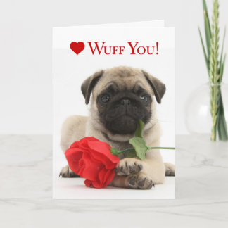 Cartes Pour Fêtes Annuelles Chiot adorable Valentine de carlin avec un rose