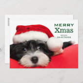 Cartes Pour Fêtes Annuelles Chiot de Havanese de Noël (Devant / Derrière)