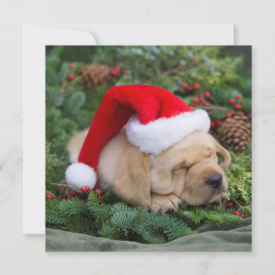 Cartes Pour Fêtes Annuelles Chiot de rétritrice du Labrador endormi avec chap