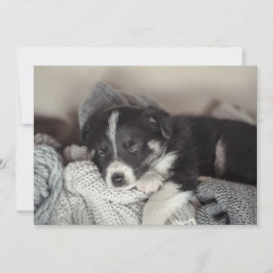 Cartes Pour Fêtes Annuelles Chiot dormant à plat
