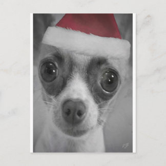 Cartes Pour Fêtes Annuelles Chiot drôle de chiwawa de Noël avec le casquette