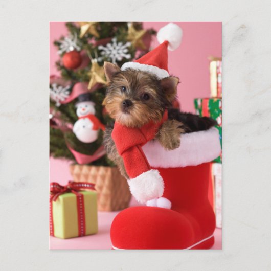 Cartes Pour Fêtes Annuelles Chiot et Noël de Yorkshire Terrier (Devant)