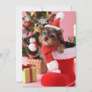 Cartes Pour Fêtes Annuelles Chiot et Noël de Yorkshire Terrier