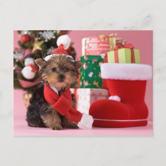 Cartes Pour Fêtes Annuelles Chiot et Noël de Yorkshire Terrier (Devant)