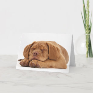 Cartes Pour Fêtes Annuelles Chiot français somnolent de mastiff